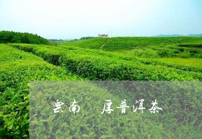 云南 厚普洱茶/2023041079281